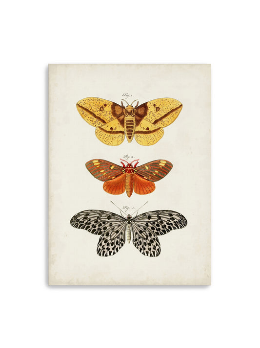Vintage Butterflies IV Canvas Art Print