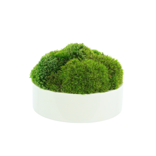 Rounded Moss In Round Fiberstone Planter