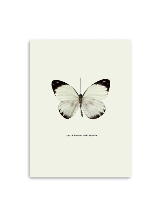 White Butterfly Canvas Art Print