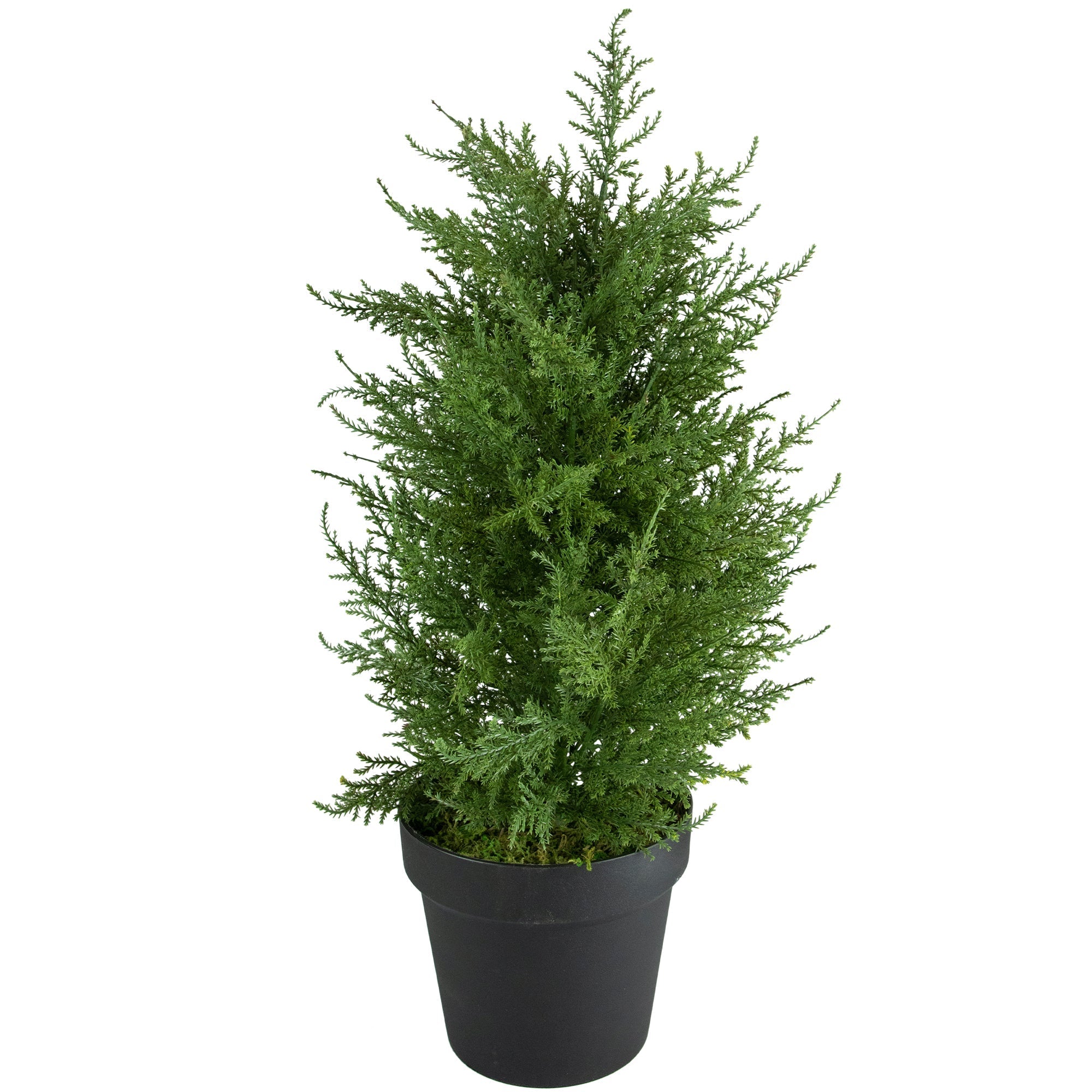  2' Artificial Cedar Pine Petite Arborvitae Tree in Round Pot Unlit - Green - Bonton