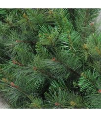 Mixed Canyon Pine Artificial Christmas Wreath, 60"