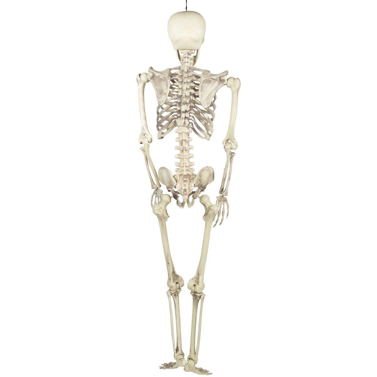  Northlight Life Size Skeleton Hanging Halloween Decoration - 5' - Default Title - Bonton