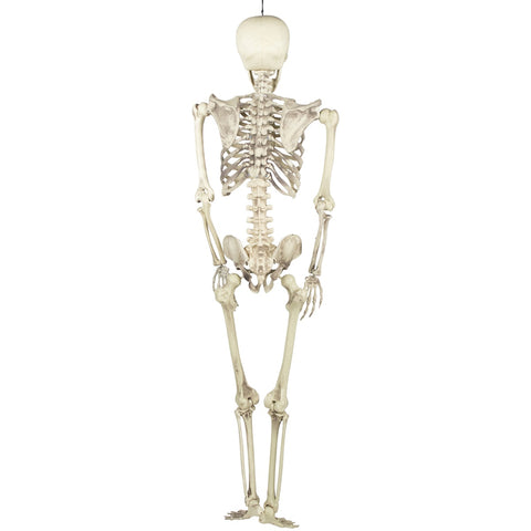 Life Size Skeleton Hanging Halloween Decoration - 5'