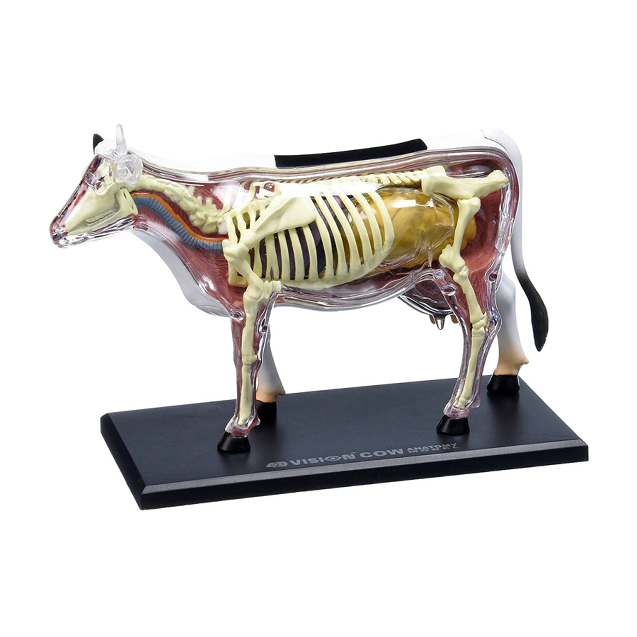  4D Vision Cow Anatomy Model - Multicolor - Bonton