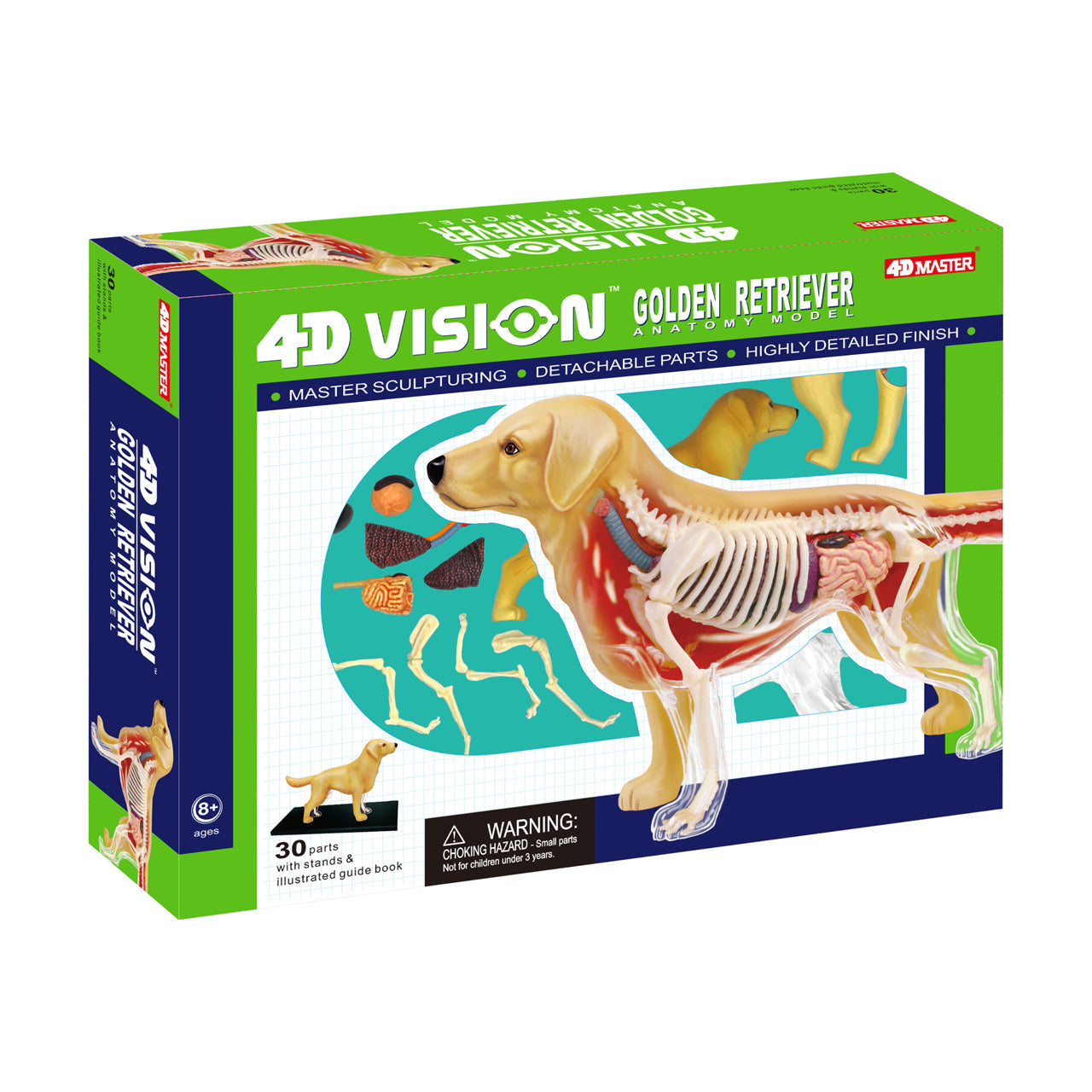  4D Vision Golden Retreiver Anatomy Model - Multicolor - Bonton