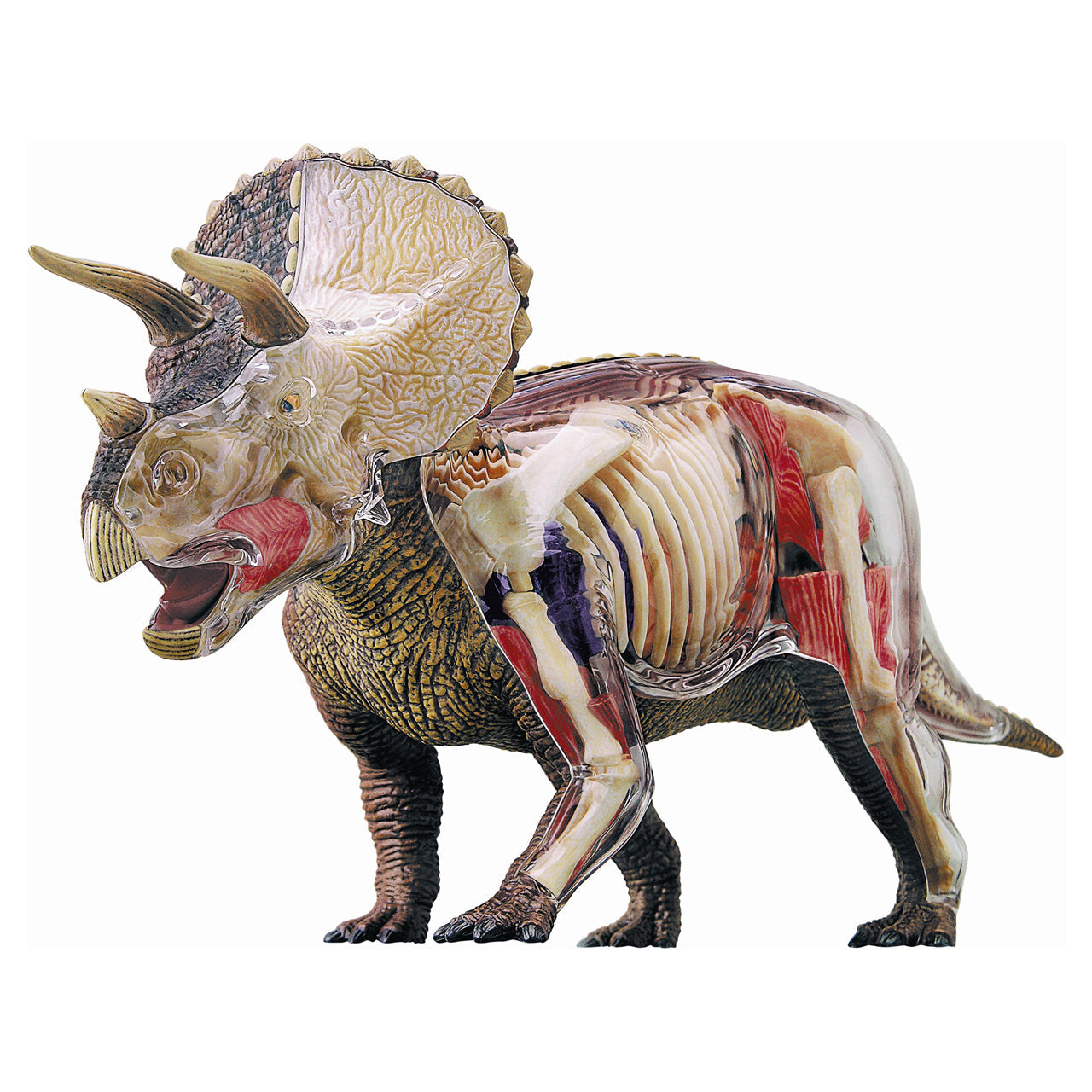  4D Vision Triceratops Anatomy Model - Multicolor - Bonton