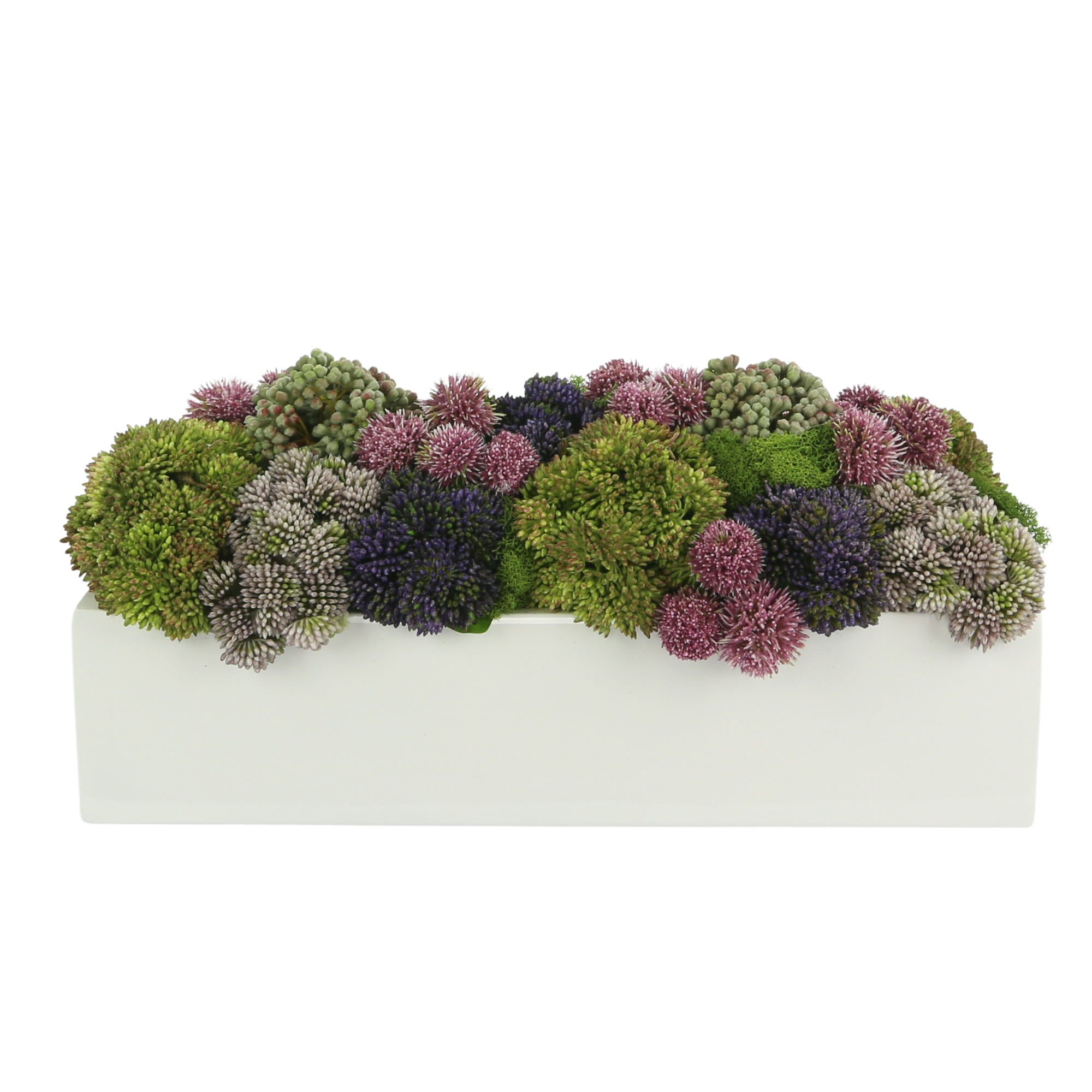  Creative Displays Assorted Sedum and Moss in a Rectangular Planter - Multi - Bonton