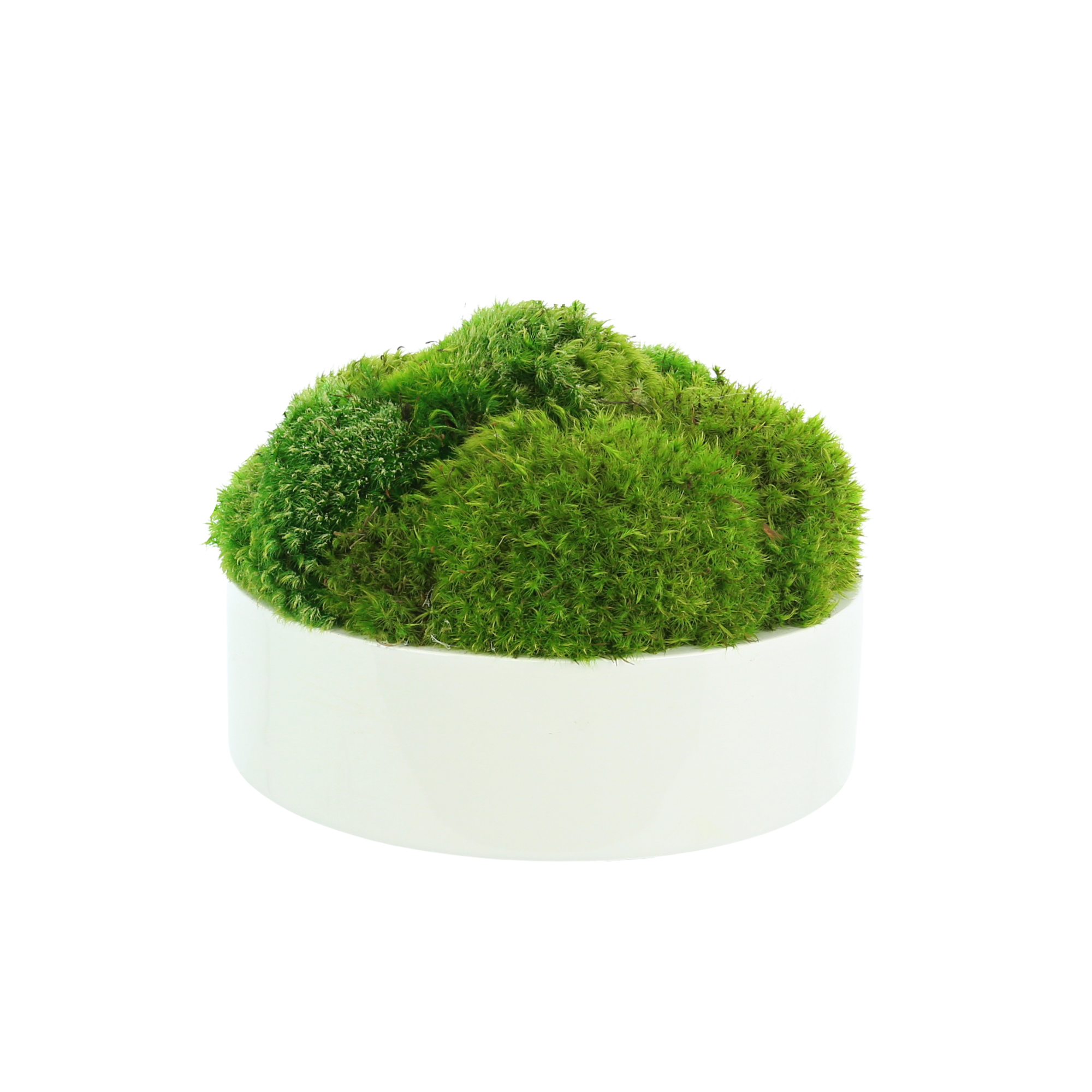  Creative Displays Rounded Moss In Round Fiberstone Planter - Green - Bonton