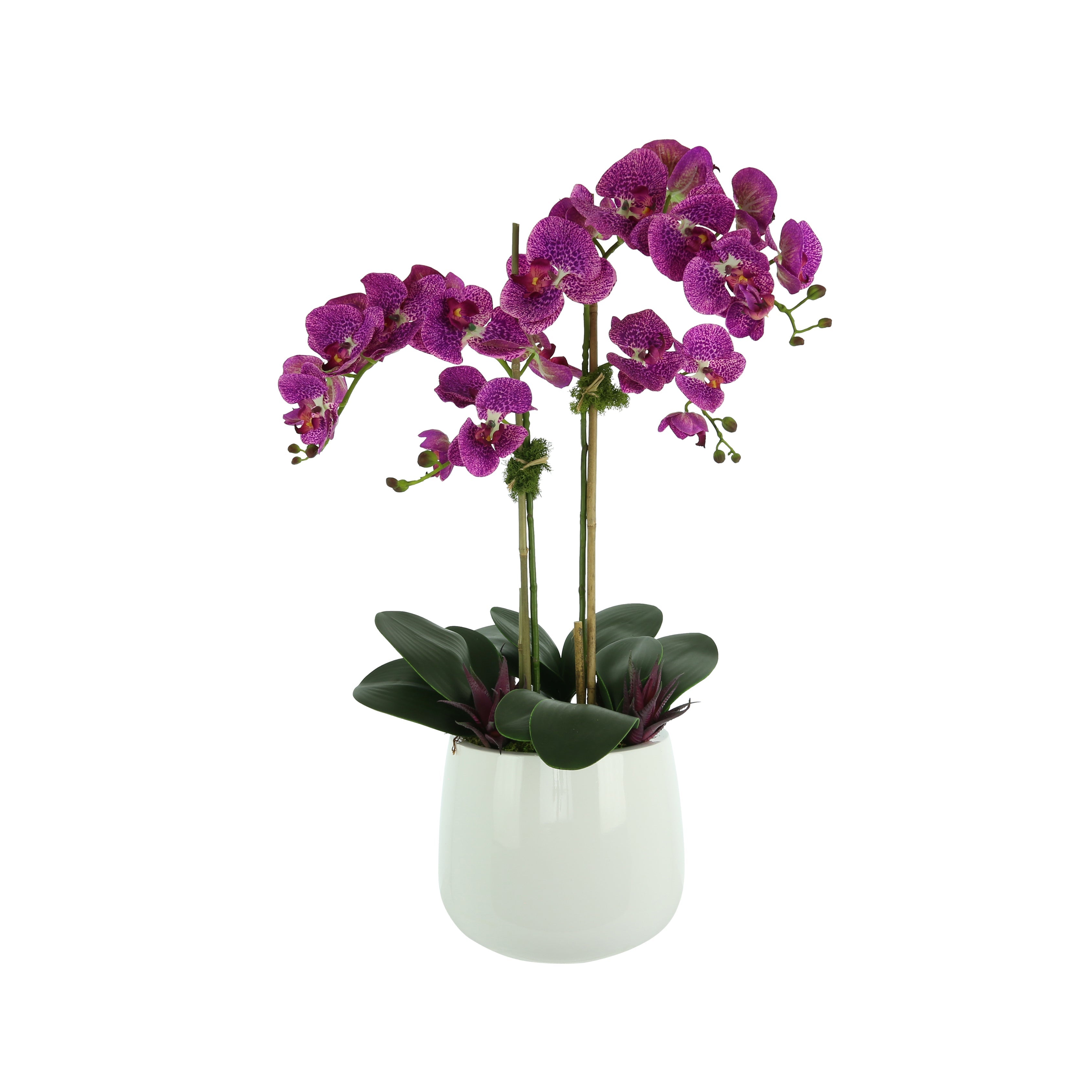  Creative Displays Orchids and Succulents in a Fiberstone Pot - Purple - Bonton