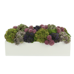 Assorted Sedum and Moss in a Rectangular Planter