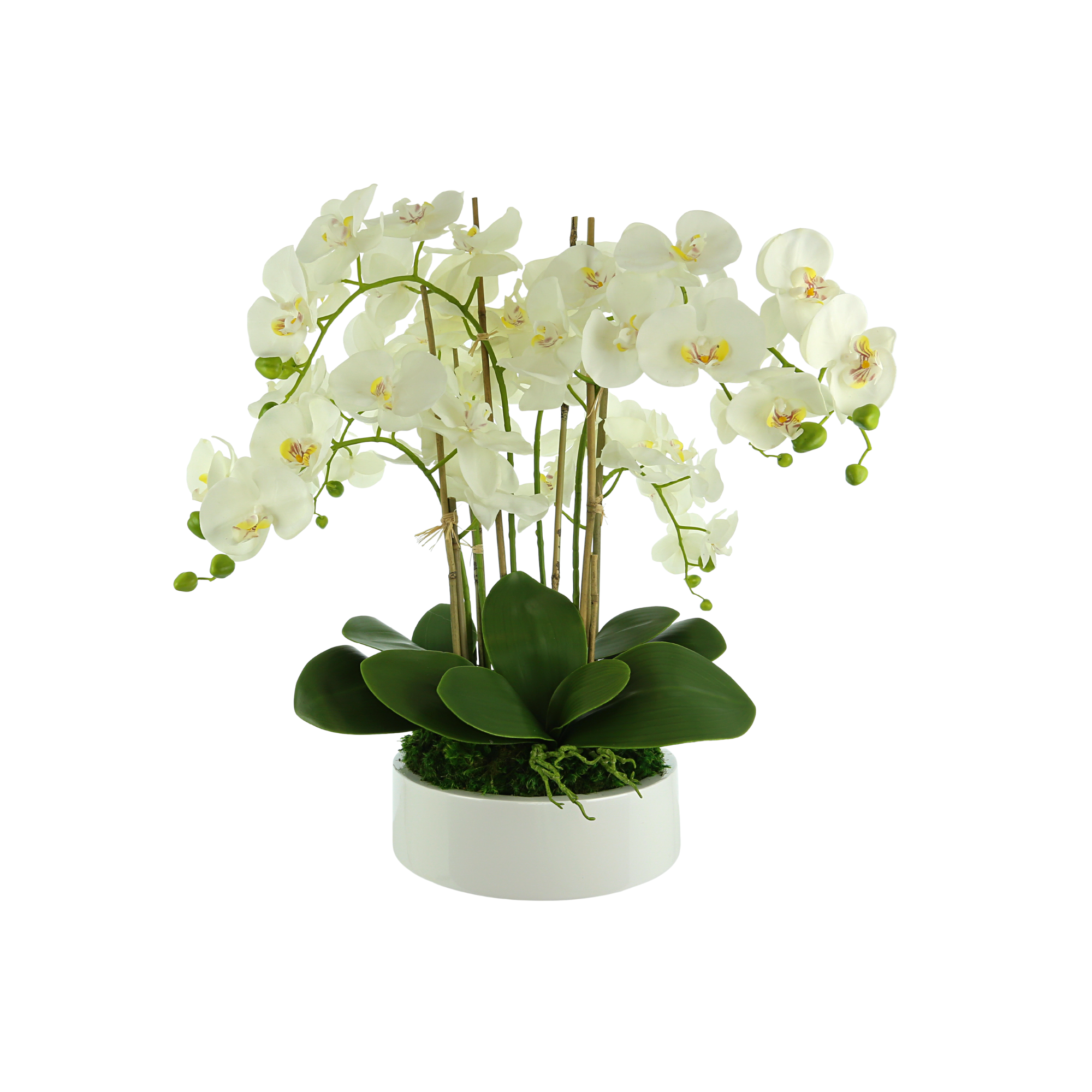  Creative Displays Orchid Arrangement in a Round Planter with Leaves and Moss - White - Bonton