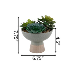 Succulent Mix In Two Tone Ceramic Planter