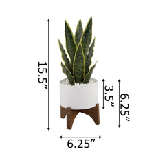 Snake Plant In Triangle Edged Ceramic Planter On Stand