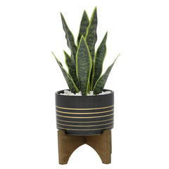 Snake Plant in Black Planter on Wood Stand