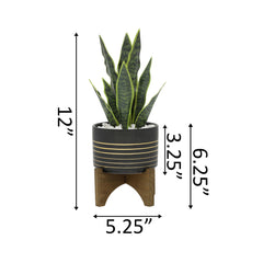 Snake Plant in Black Planter on Wood Stand