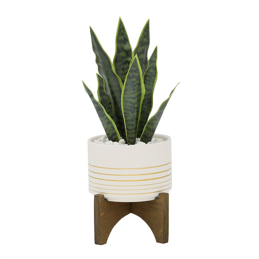 Snake Plant in White Planter on Wood Stand