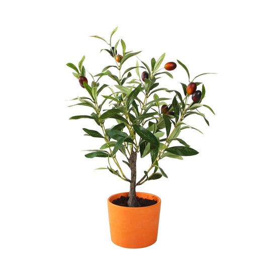 Olive Tree In Tangerine Ceramic Pot