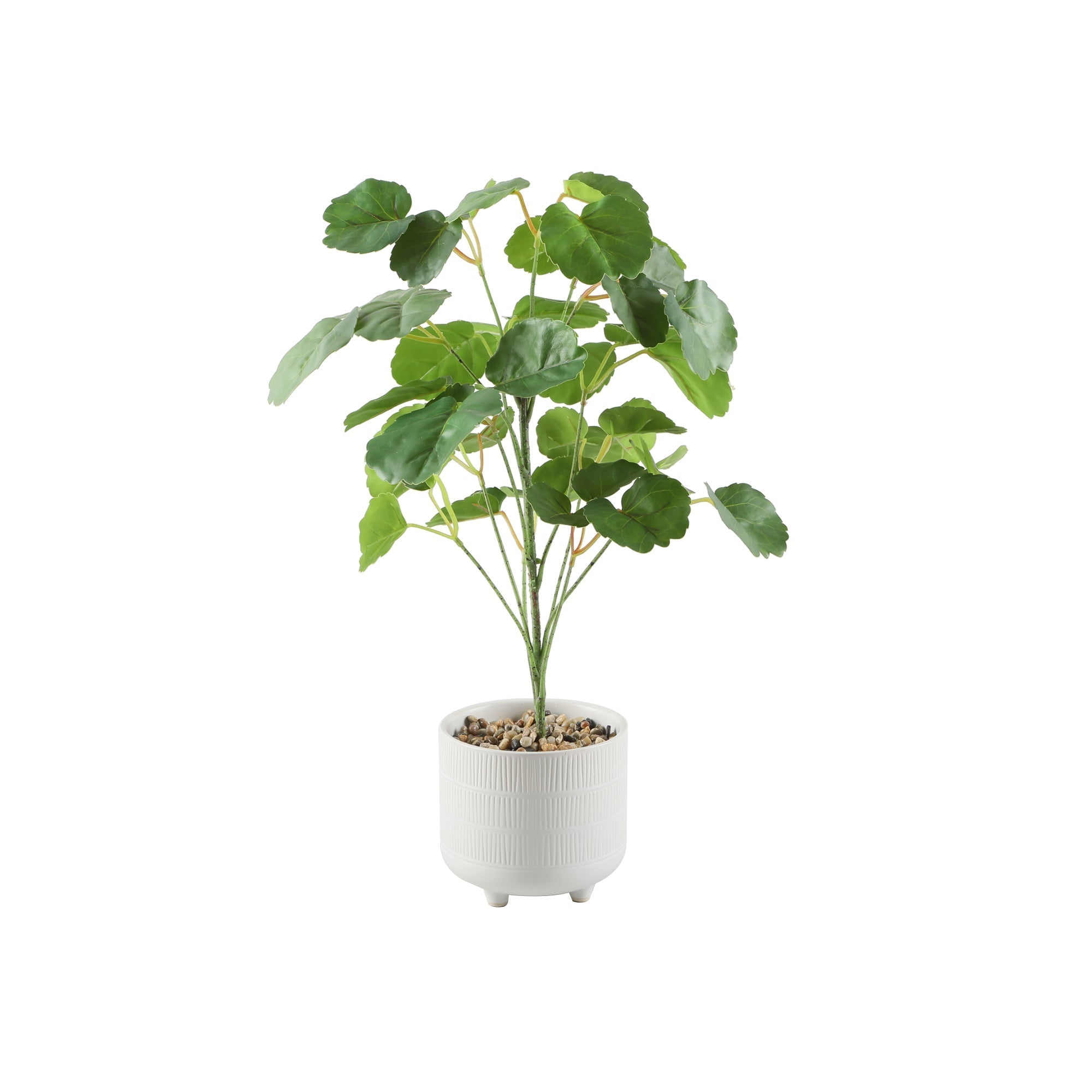  Flora Bunda Pilea In Footed Ceramic Pot - White/Green - Bonton