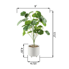 Pilea In Footed Ceramic Pot