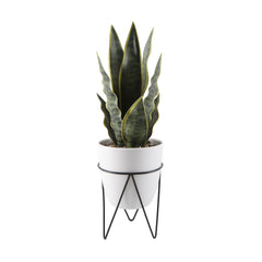 Faux Snake Plant in White Pot with Black Metal Stand