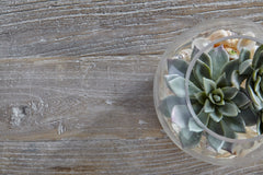 Clover Coffee Table