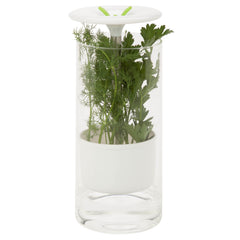 Glass Herb Preserver