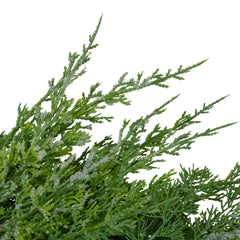 Real Touch™? Frosted Cedar and Pinecone Artificial Christmas Wreath - 26" - Unlit