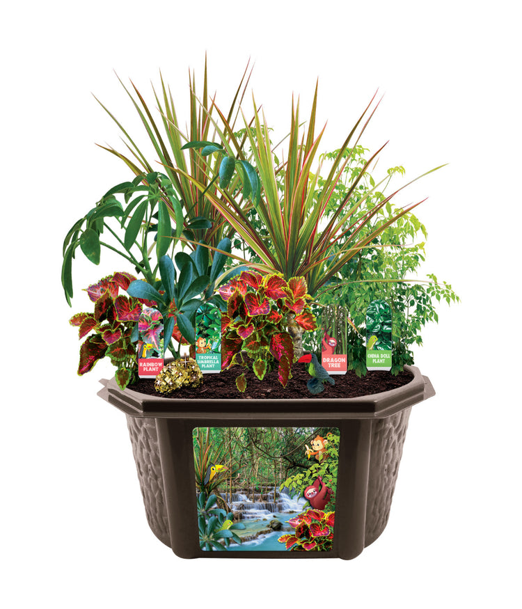 Biosphere Terrarium - Tropical Rainforest Jungle Multi | BONTON