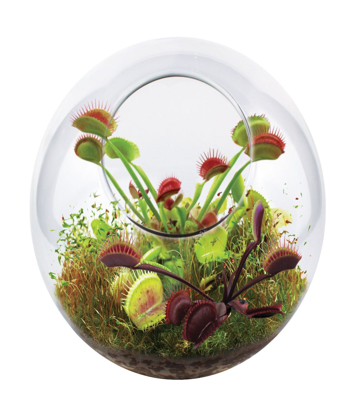  Glass Terrarium - Fly Trap Garden Multi - Multi - Bonton