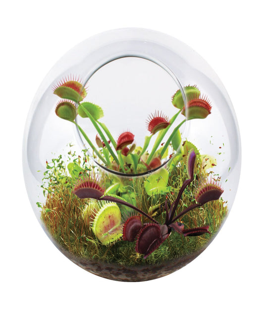 Glass Terrarium - Fly Trap Garden Multi