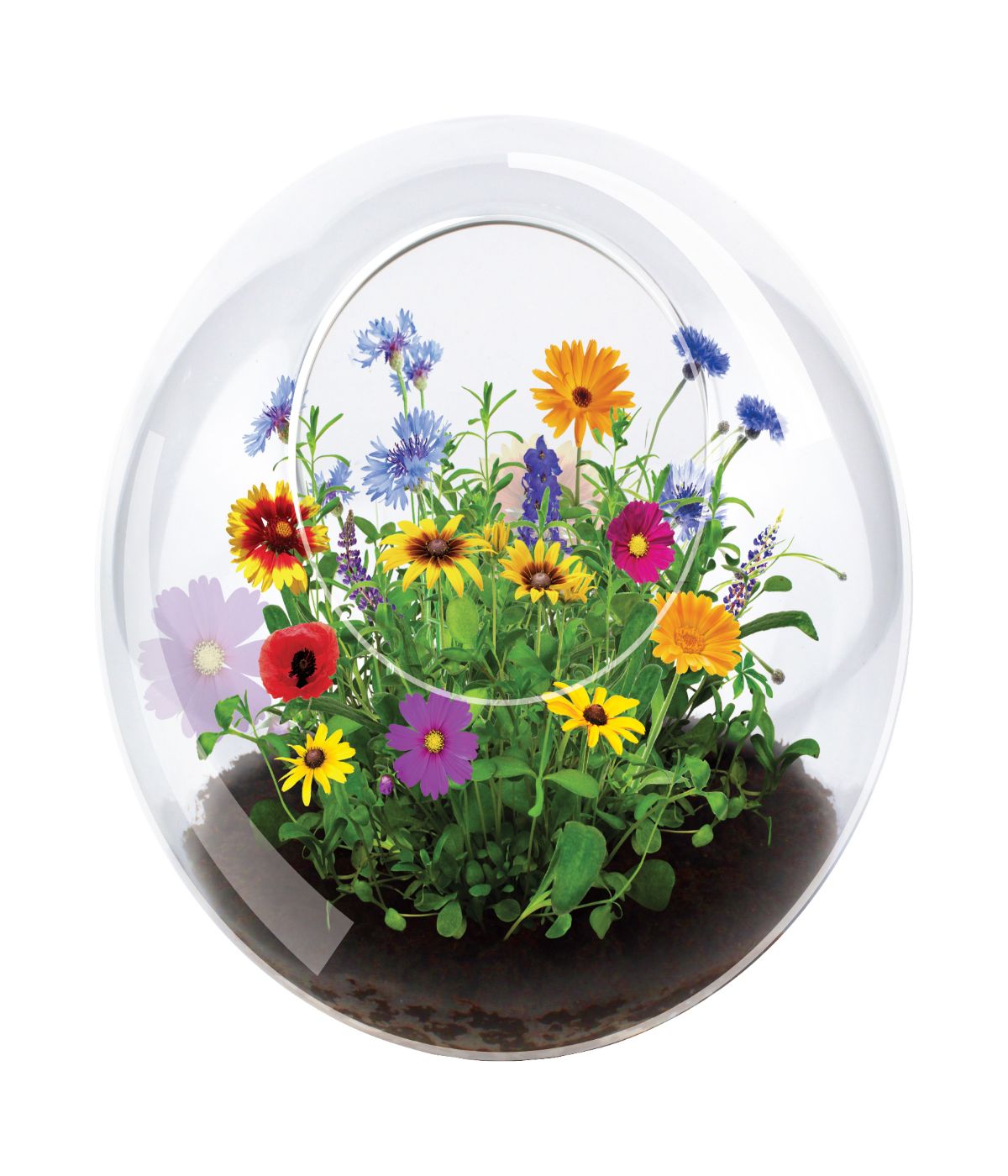  Glass Terrarium - Wildflower Blooms Multi - Multi - Bonton