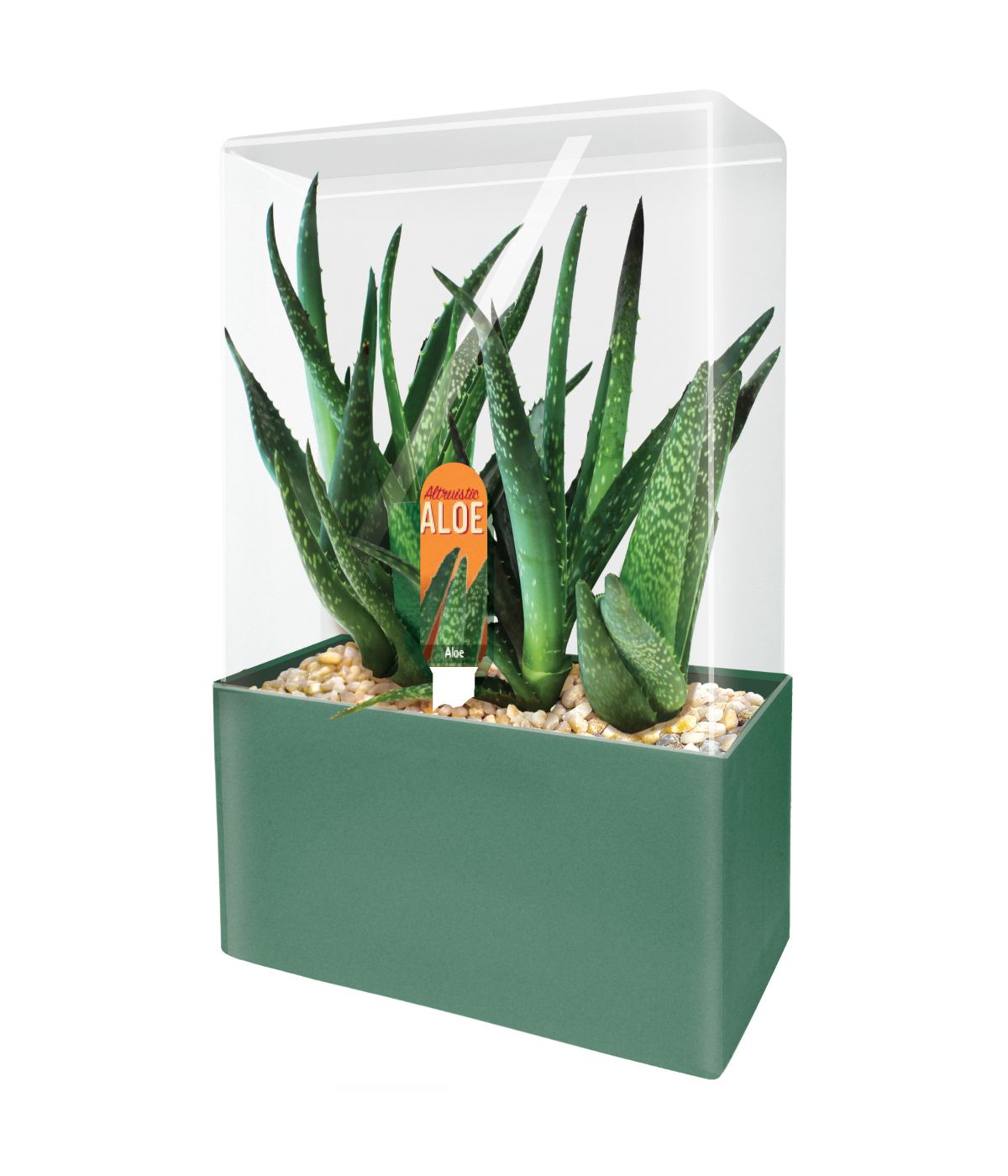  Seed Squares - Altruistic Aloe Multi - Multi - Bonton