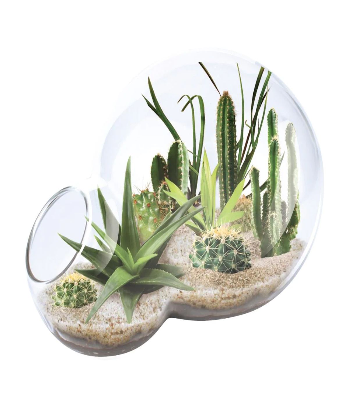  Double Sphere Glass Terrarium - Desert Escape Growarium Multi - Multi - Bonton