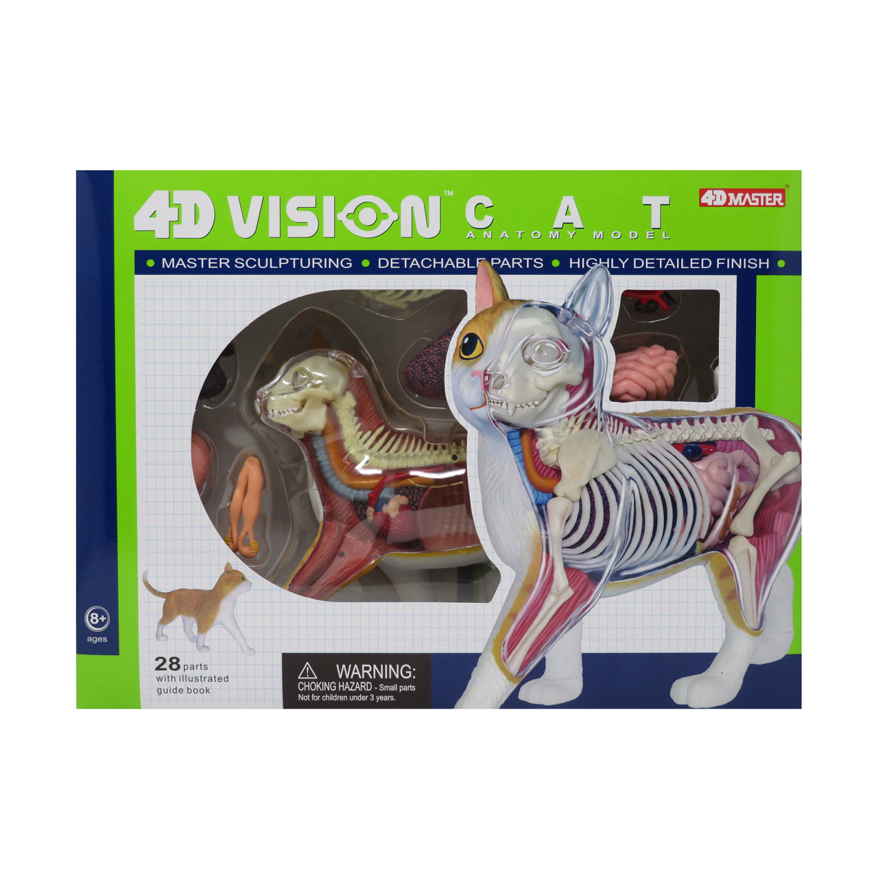  4D Vision Orange Cat Anatomy Model - Multicolor - Bonton