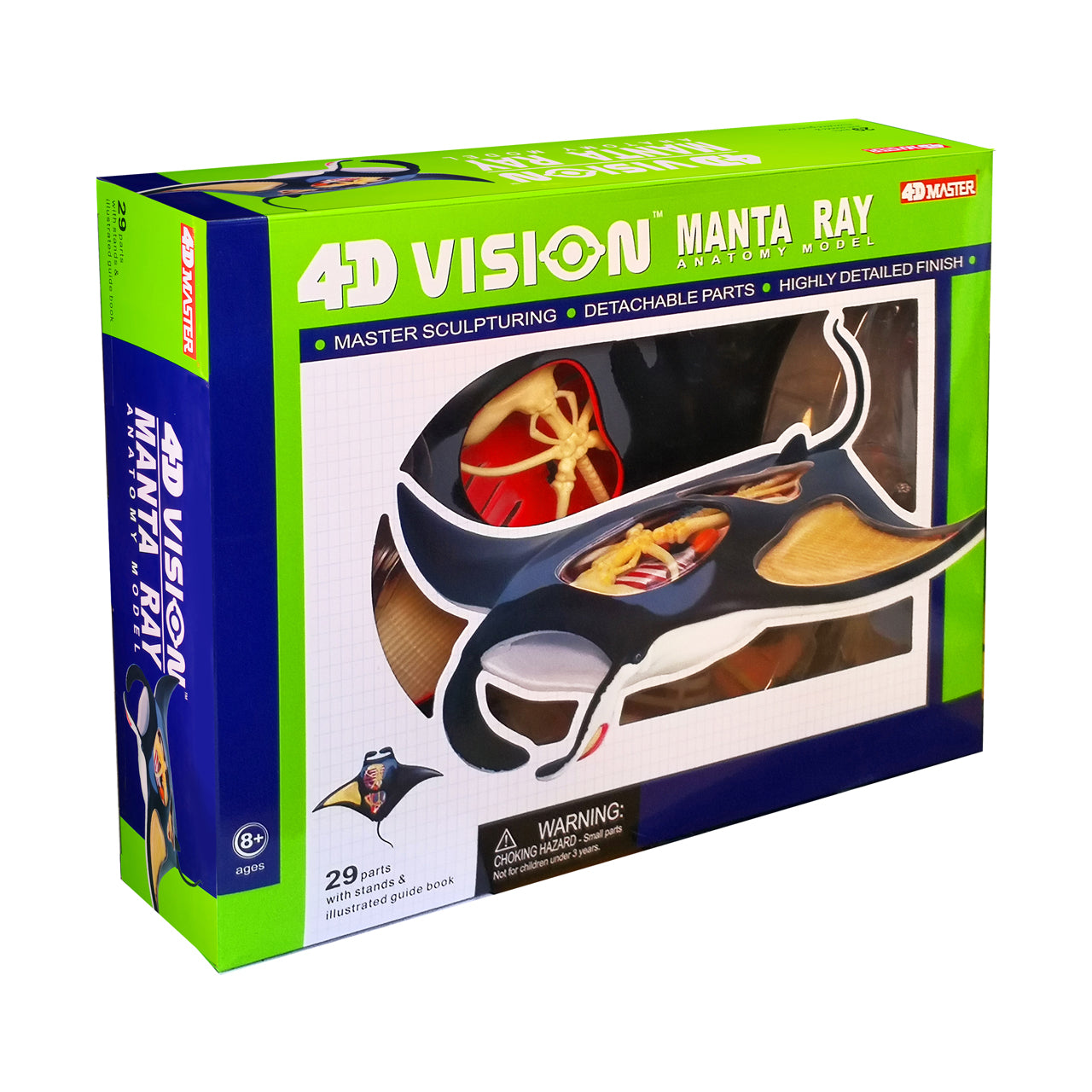  4D Vision Manta Ray Anatomy Model - Multicolor - Bonton