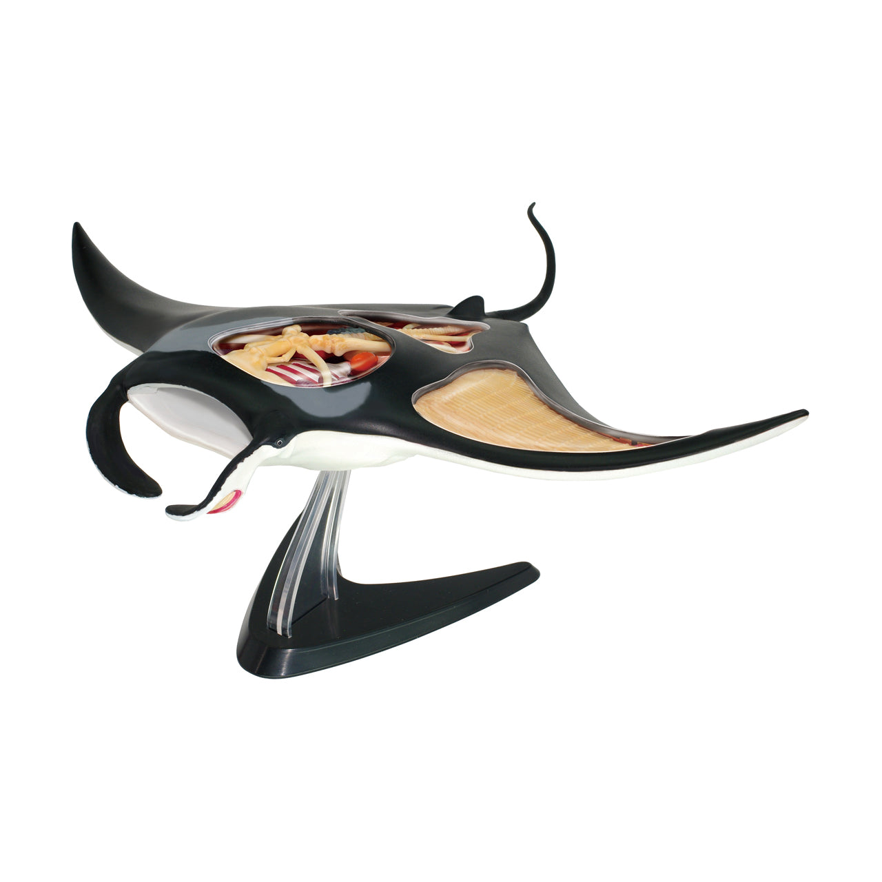  4D Vision Manta Ray Anatomy Model - Multicolor - Bonton