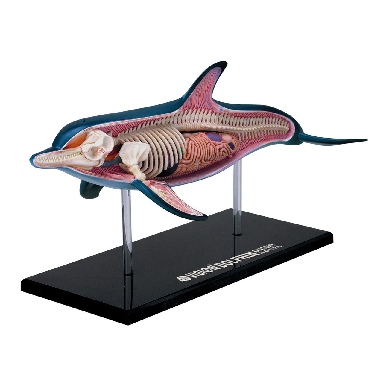  4D Vision Dolphin Anatomy Model - Multicolor - Bonton