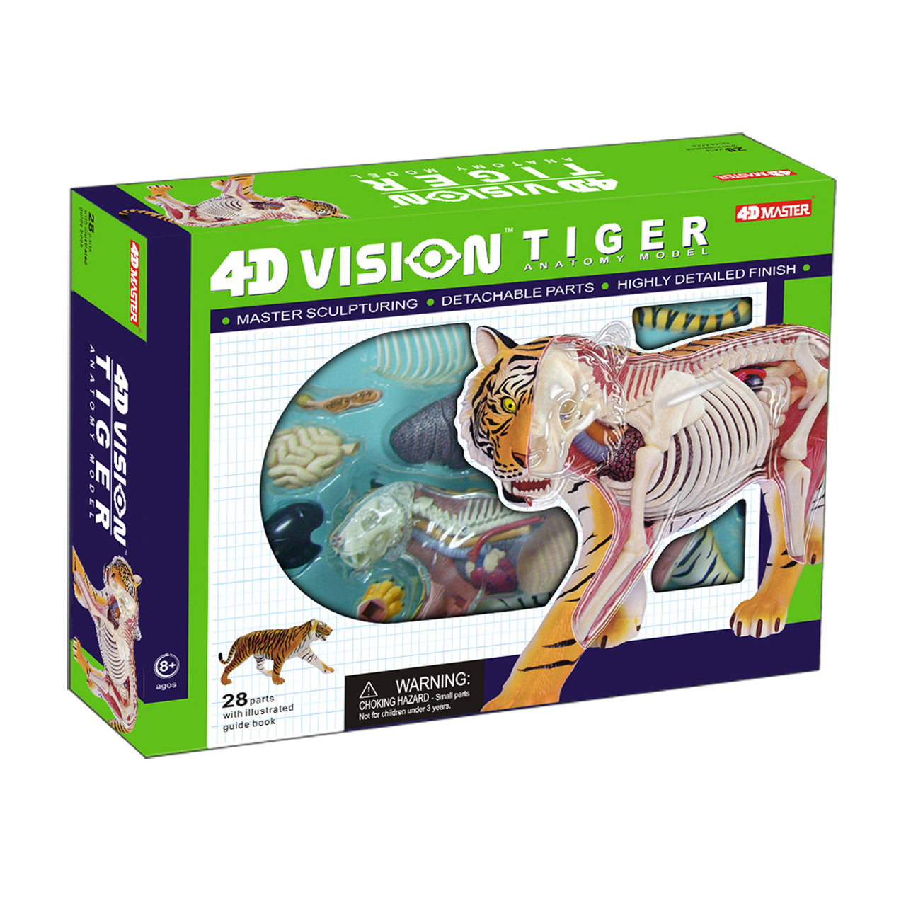  4D Vision Tiger Anatomy Model - Multicolor - Bonton