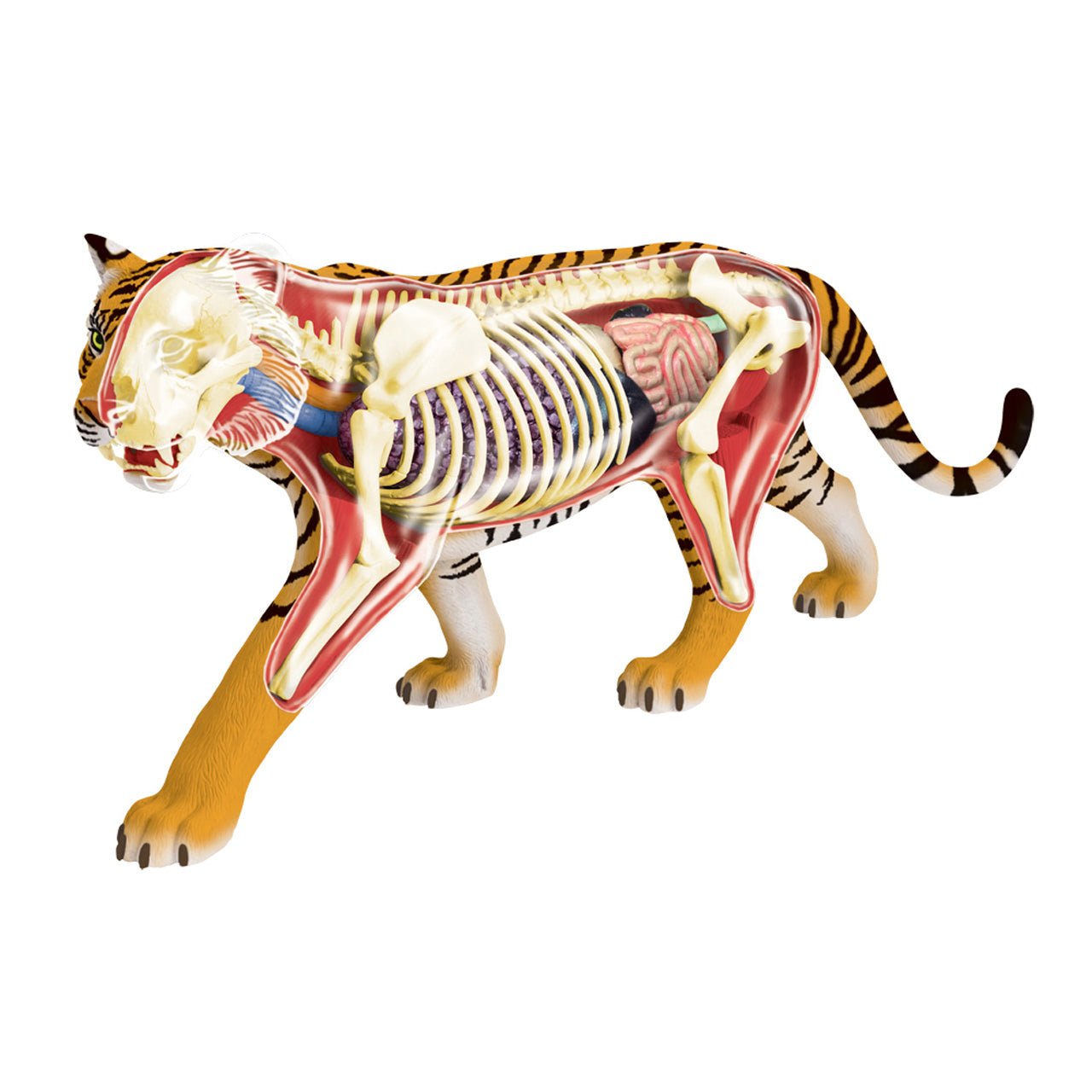  4D Vision Tiger Anatomy Model - Multicolor - Bonton