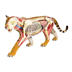 4D Vision Tiger Anatomy Model