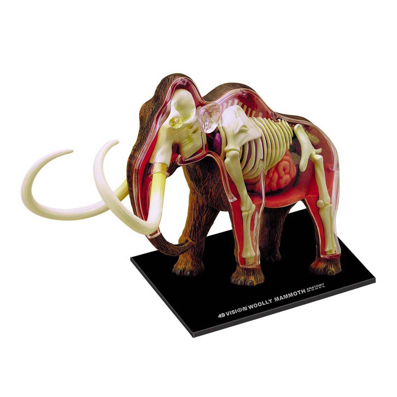  4D Vision Wooly Mammoth Anatomy Model - Multicolor - Bonton