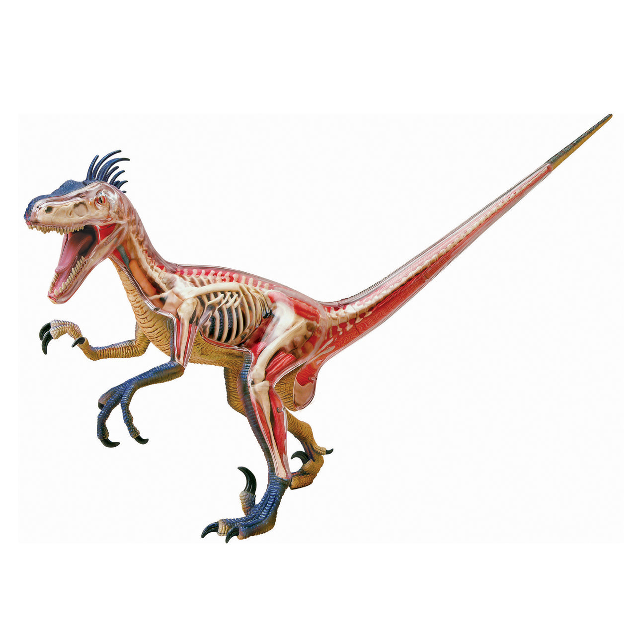  4D Vision Velociraptor Anatomy Model - Multicolor - Bonton