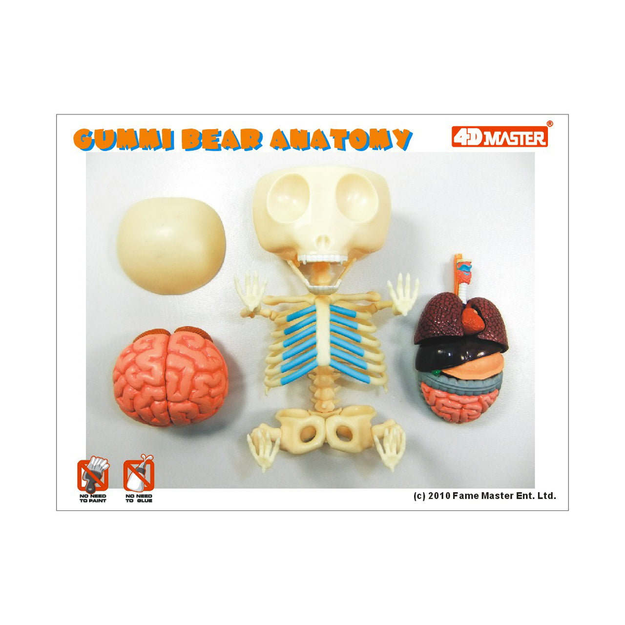  Funny Anatomy - Gummi Bear Model - Multicolor - Bonton