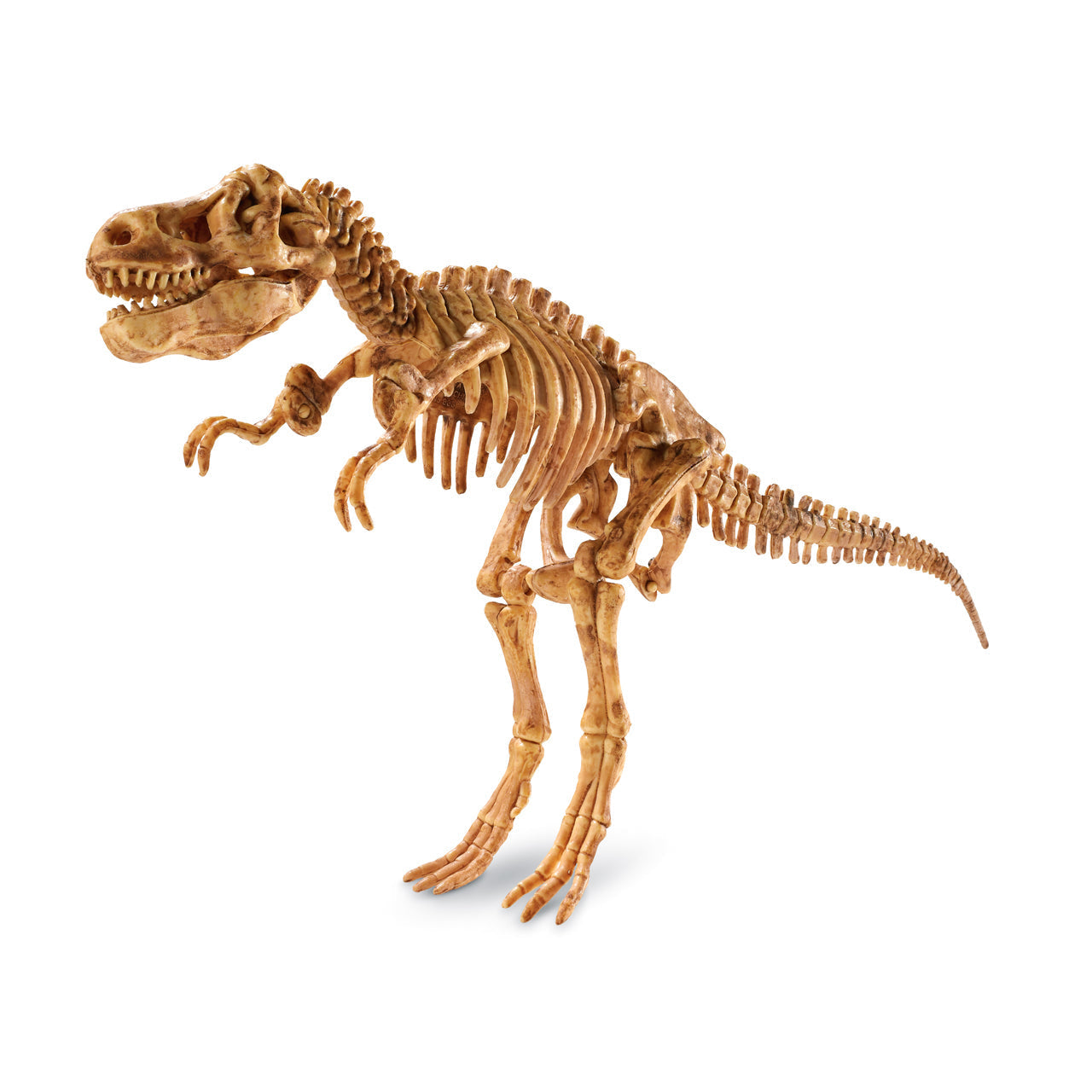  Dig It Up! - Dino Model: Tyrannosaurus Rex - Multicolor - Bonton