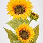 Potted Sunflower Plant with 3 Flowerheads