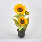 Potted Sunflower Plant with 3 Flowerheads