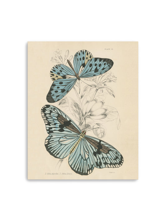 Assortment Butterflies II Canvas Art Print