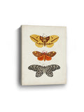 Vintage Butterflies IV Canvas Art Print