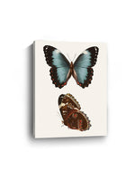 Antique Blue Butterflies IV Canvas Art Print