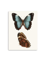Antique Blue Butterflies IV Canvas Art Print